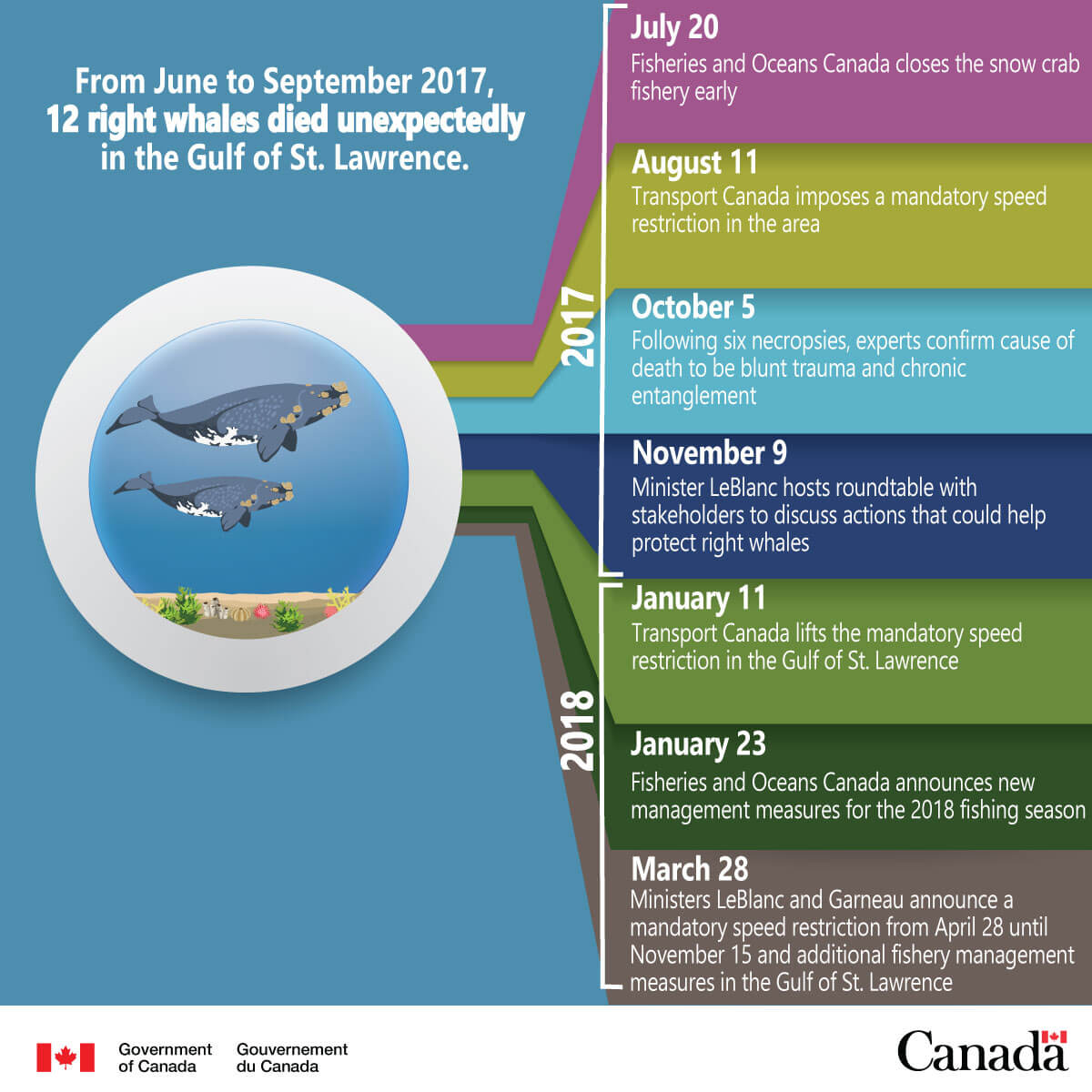 Timeline from Government of Canada: From June to September 2017, 12 right whales died unexpectedly in the Gulf of St Lawrence